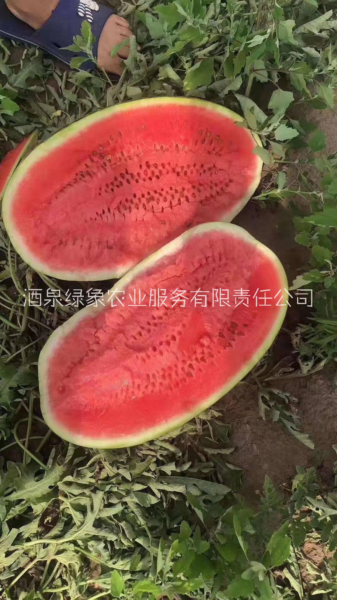 *綠寶金花沙漠特甜西瓜種子 ，大紅瓤，大個(gè)頭，抗病好，耐運(yùn)輸！