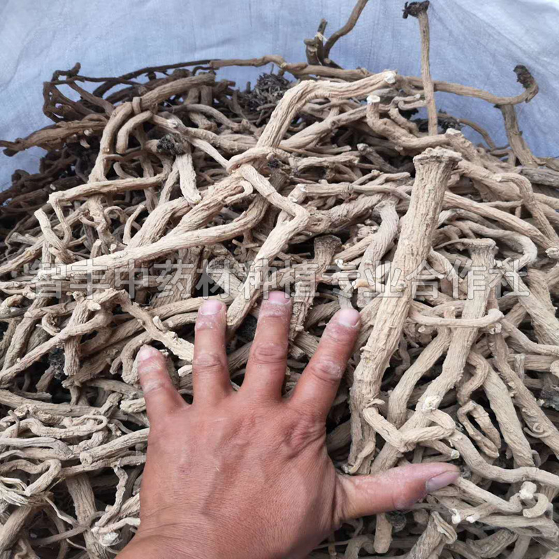 東營板藍(lán)根種子的管理方法、抗病、的主要產(chǎn)地是哪里【智豐中藥材種植專業(yè)合作社】