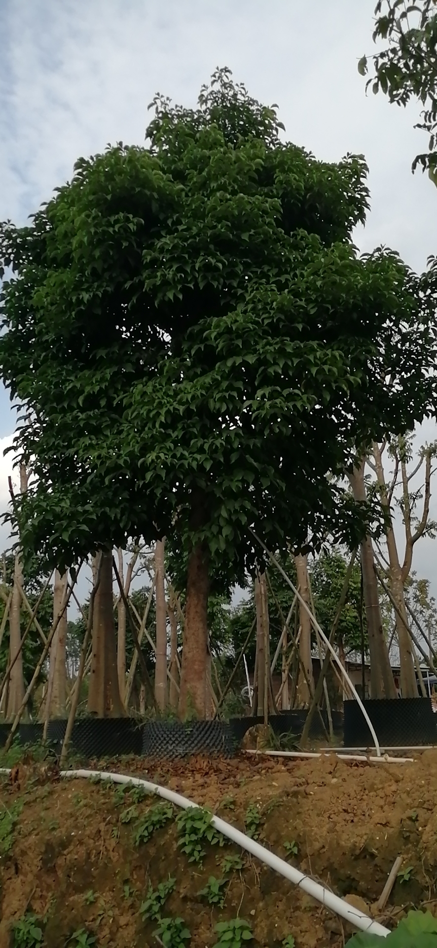 鐵冬青樹(shù)苗 綠化樹(shù)鐵冬青樹(shù)苗價(jià)格 出售廣東鐵冬青