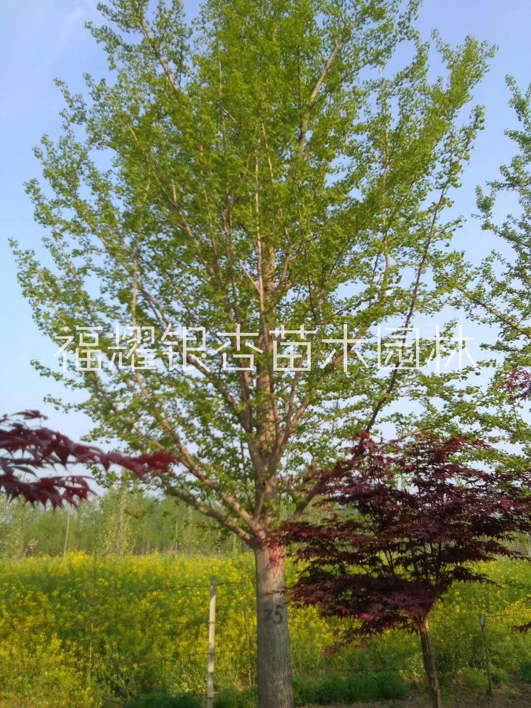 山東銀杏實(shí)生樹種植基地、批發(fā)、價(jià)格【福耀銀杏苗木園林】