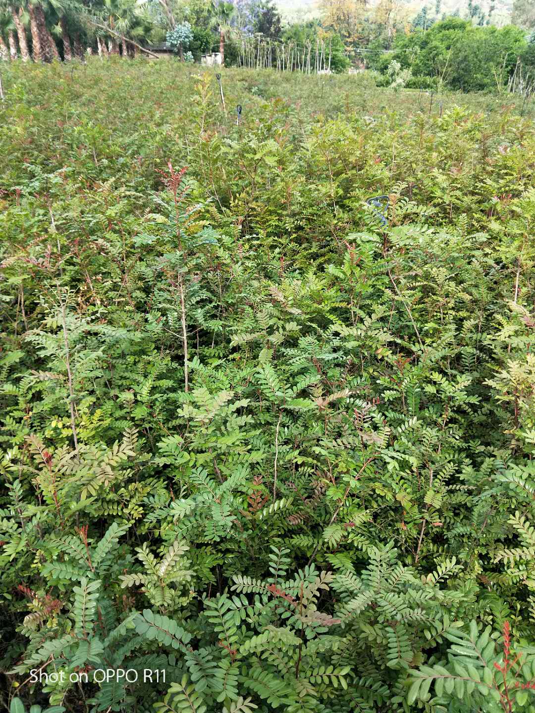 云南清香木種植產地基地批發(fā)哪家好