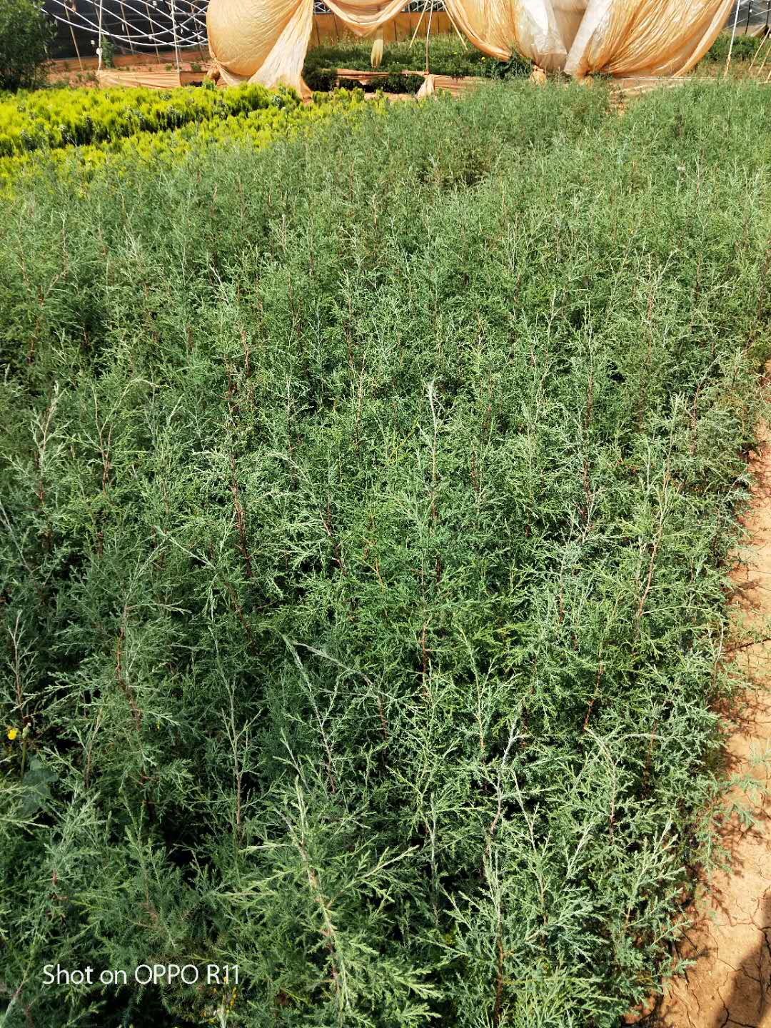 藏地柏苗種植地供應(yīng)商 藏柏樹苗
