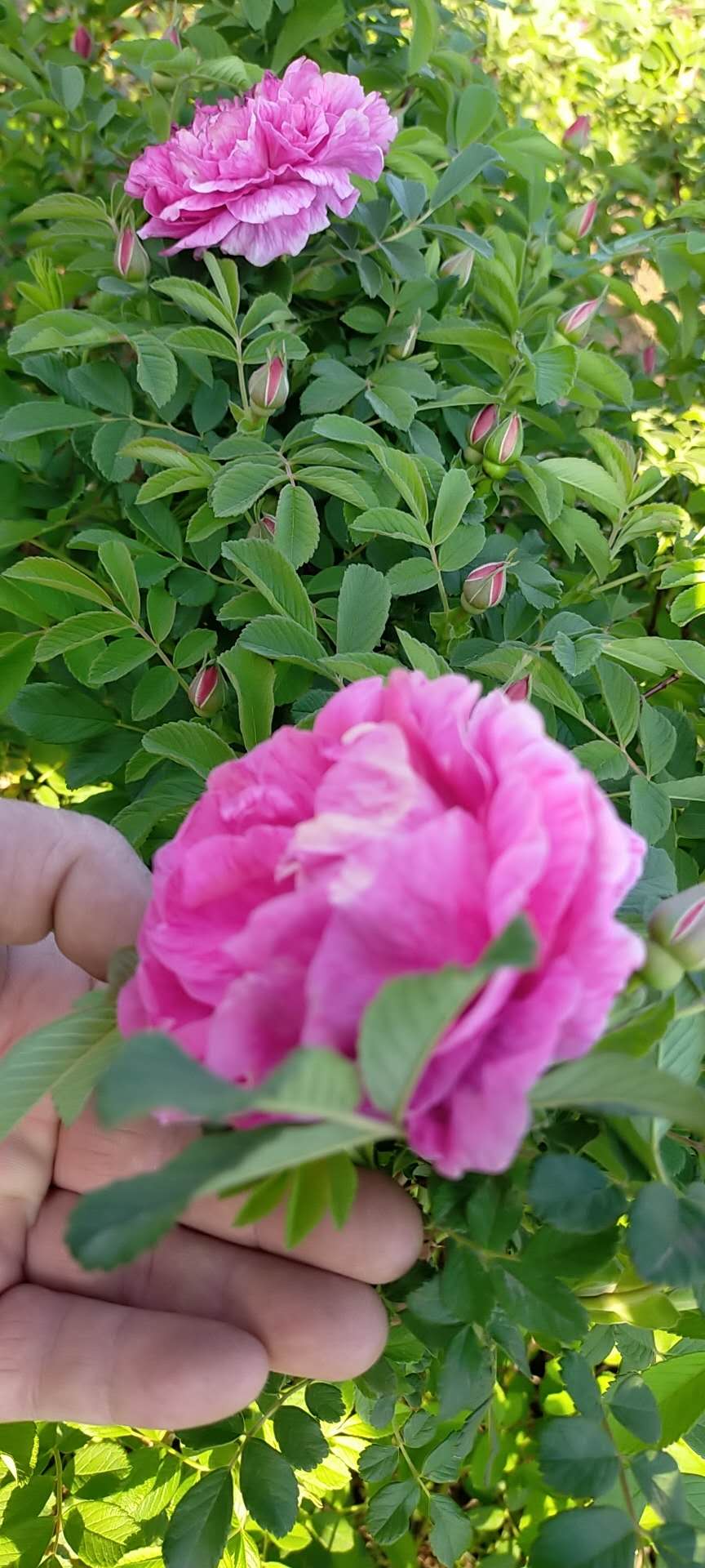 大量種植四季常開玫瑰月季花苗 四季玫瑰苗 紫枝玫瑰苗 四季玫瑰苗批發(fā)商