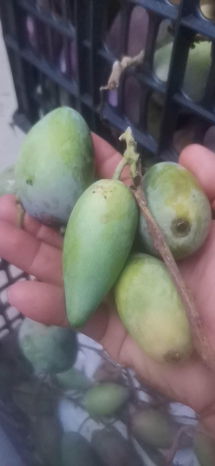 河北代理芒果鮮甜美味、供應(yīng)商、銷售電話【13347557997 】