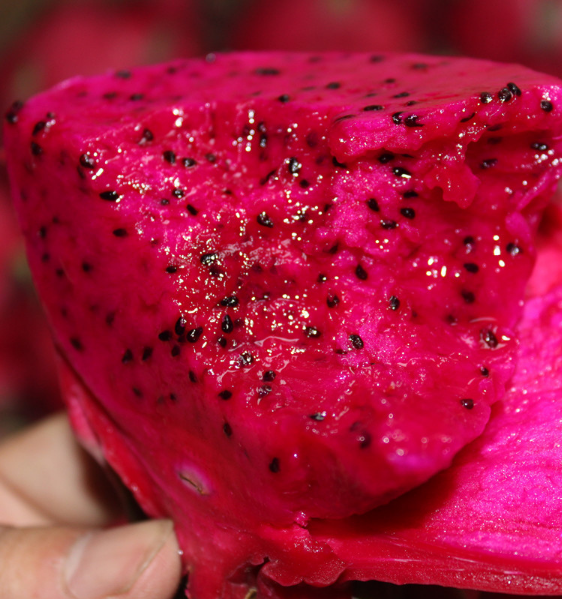 浙江火龍果現(xiàn)摘現(xiàn)發(fā)、果園直發(fā)、產(chǎn)地、價格【仙倫農(nóng)場】