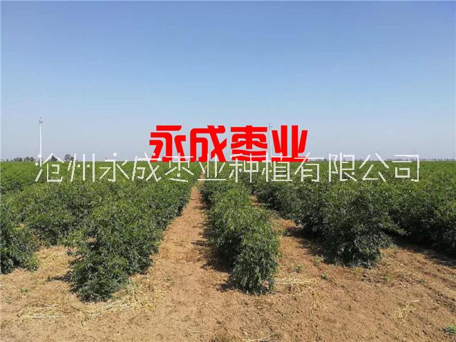出售沾化冬棗苗 出售南方冬棗苗100萬(wàn)株
