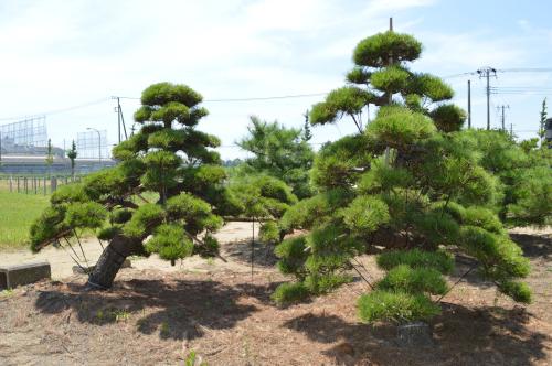 湖南黑松種植基地-價(jià)格-電話-批發(fā)