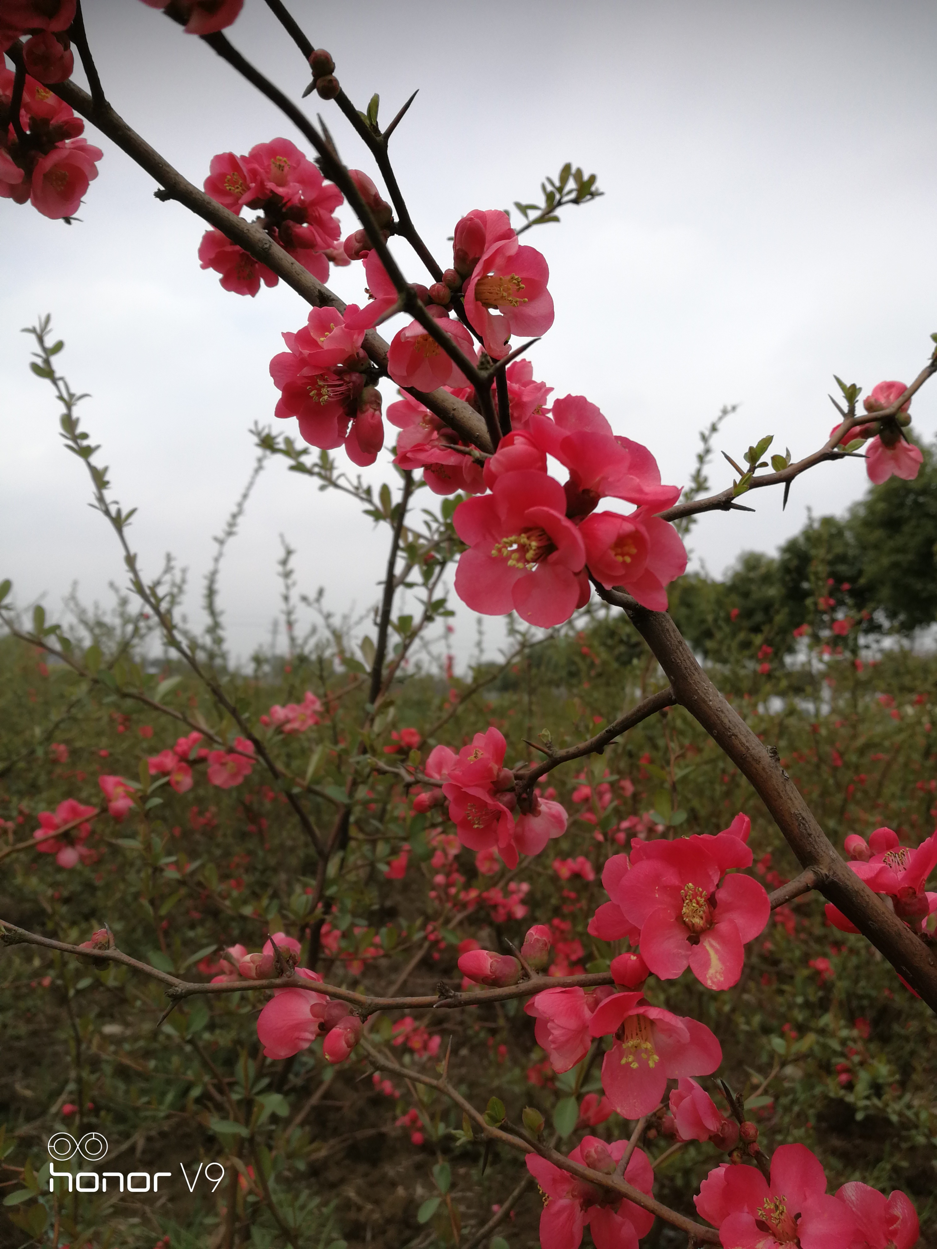 江蘇貼梗海棠價(jià)錢-批發(fā)商-大量供應(yīng)-供應(yīng)商