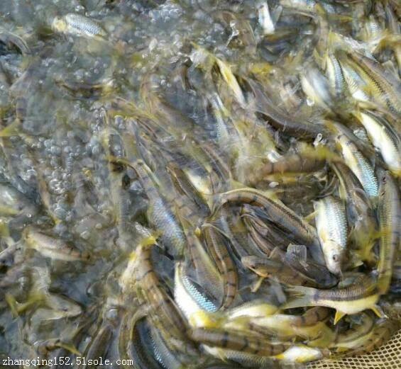 江西光唇魚苗養(yǎng)殖報價-公司-價格-批發(fā)價-【安遠縣天心鎮(zhèn)長運水產(chǎn)養(yǎng)殖專業(yè)合作社】