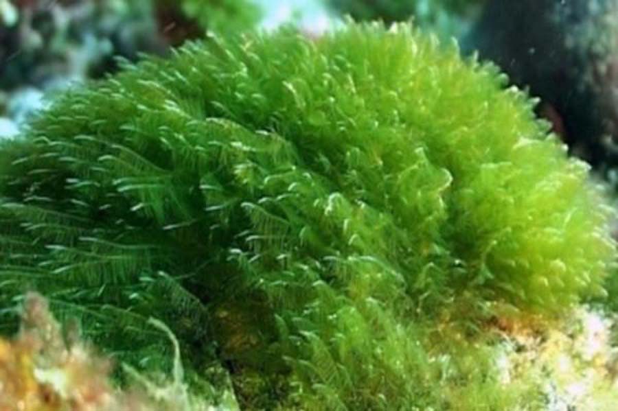 山東TEK牌食品原料螺旋藻低聚肽 山東TEK牌一級食品螺旋藻低聚肽