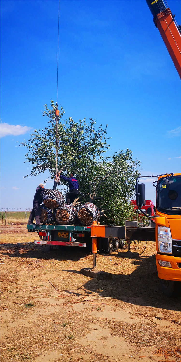 13公分冬紅海棠價(jià)格_12公分冬紅海棠價(jià)格_冬紅海棠報(bào)價(jià)表