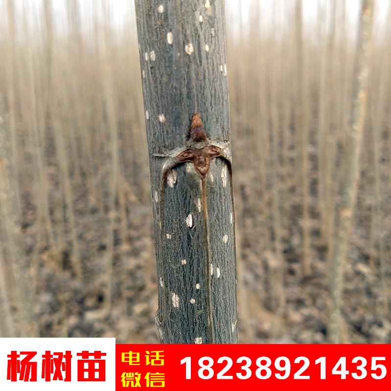 楊樹苗意楊無絮楊速生楊樹苗種條107楊樹苗速生楊樹苗批發(fā)河南楊樹苗價格