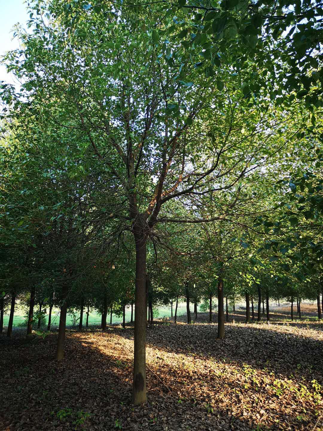 云南18公分香樟種植基地、批發(fā)、多少錢【益陽市赫山區(qū)春華種植專業(yè)合作社】
