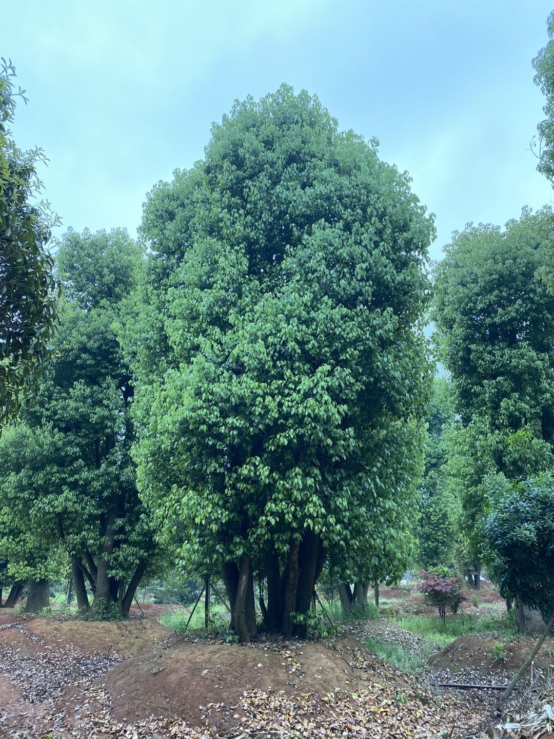 30分移植多桿骨架香樟 產(chǎn)地分布、*、批發(fā)、報(bào)價(jià)【益陽市赫山區(qū)春華種植專業(yè)合作社】