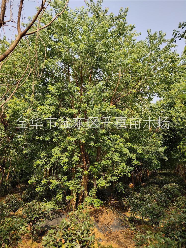 叢生烏桕2-8桿移栽苗供應(yīng) 浙江叢生烏桕場家