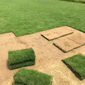 江蘇馬尼拉草坪卷種植基地_馬尼拉草坪卷報價_馬尼拉草坪卷批發(fā)價格