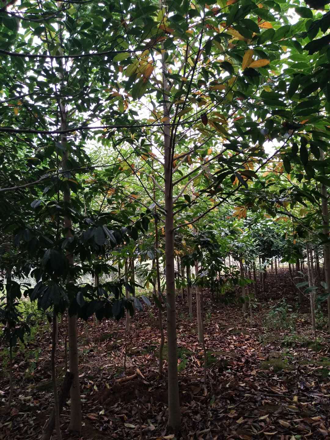 福建1-20公分樂昌含笑種植基地、價格、批發(fā)【江西九江千葉園林綠化苗木基地】