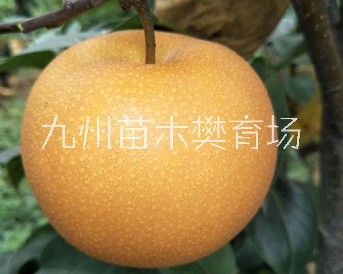 山東圓黃梨苗，黃金梨苗，紅梨苗，杜梨苗種植基地