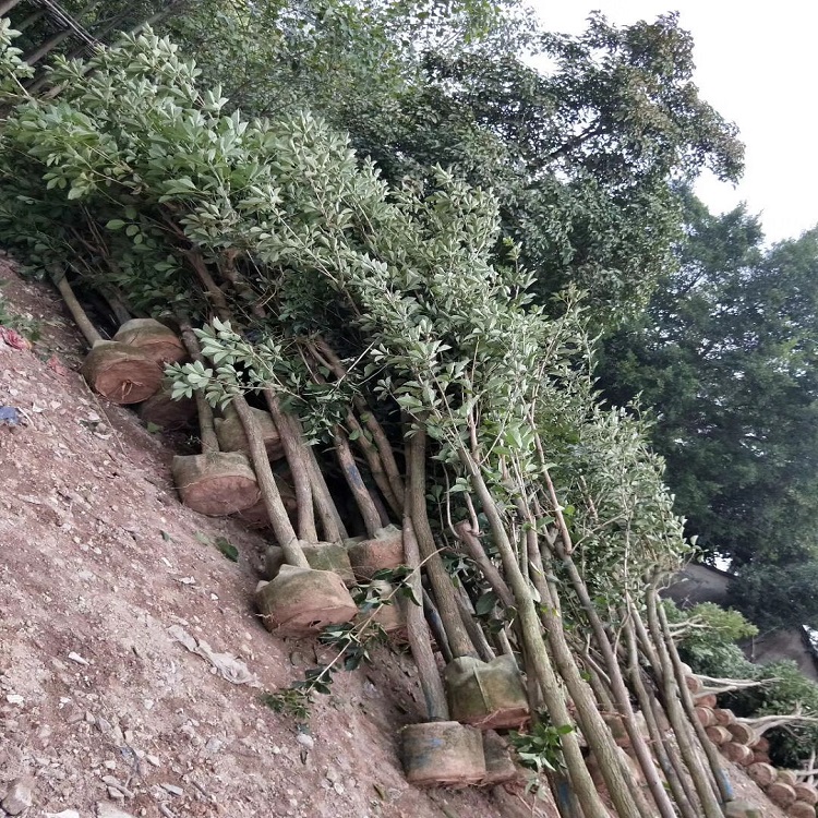 福建漳州黃花風(fēng)鈴木袋苗今年價(jià)格