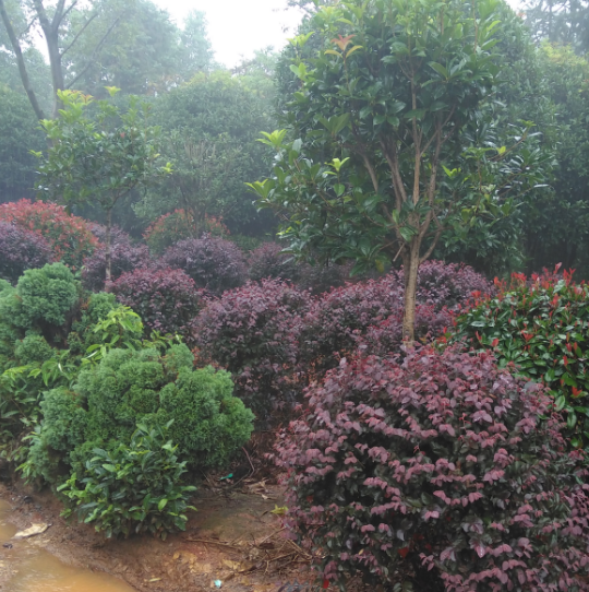 紅葉石楠樹價(jià)格 紅葉石楠樹供應(yīng)大量銷售