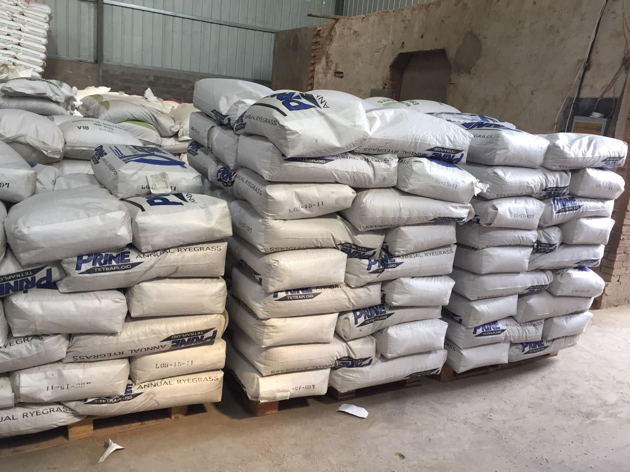 黑麥草混播種植基地-哪家好-批發(fā)-供應(yīng)