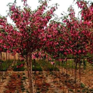 浙江香花槐樹_12公分香花槐銷售_香花槐種植基地 香花槐