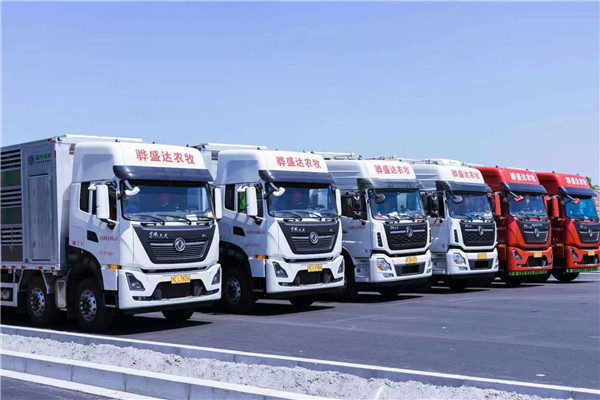 運(yùn)豬車 長(zhǎng)途活豬運(yùn)輸車 畜牧養(yǎng)殖運(yùn)輸車廠家直銷 支持全國(guó)分期付款