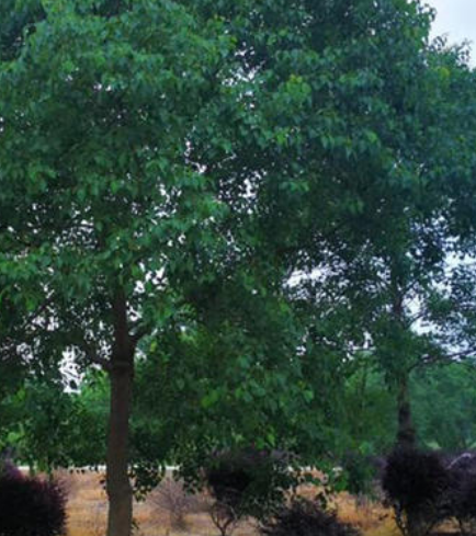 烏柏廠家 烏柏哪家好