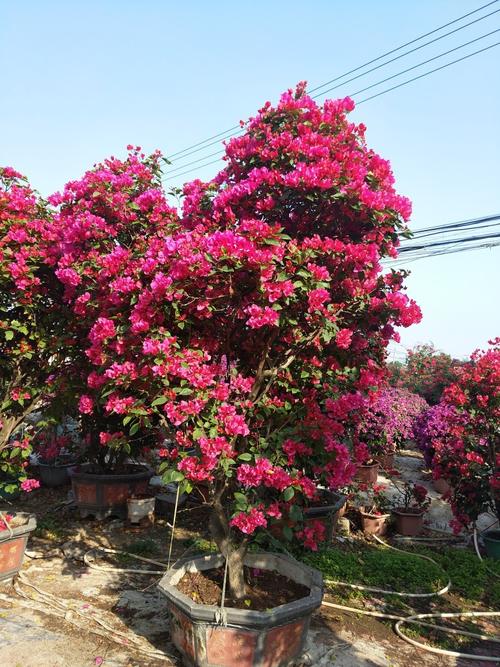 海南儋州紅花三角梅種植基地、批發(fā)、價(jià)格、供應(yīng)商【海南市璟權(quán)園林工程有限公司】