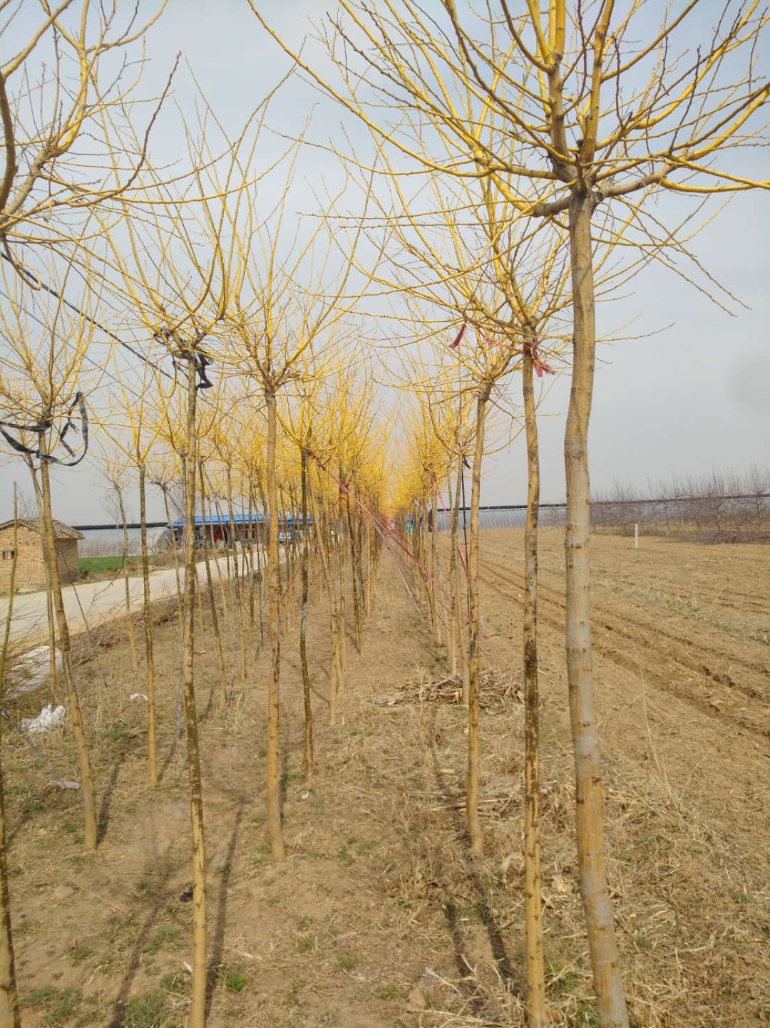 山西金枝國槐批發(fā)-價格-批發(fā)-哪家好 山西金枝國槐報價