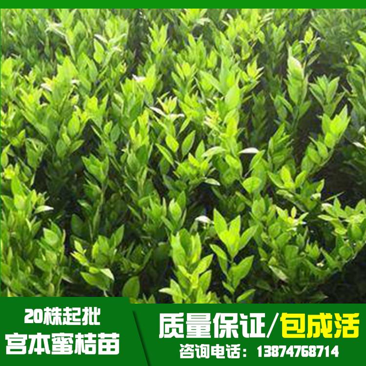江西宮本蜜桔苗基地直銷、批發(fā)、價(jià)格、大量供應(yīng)【祁陽(yáng)縣旺龍種植合作社】