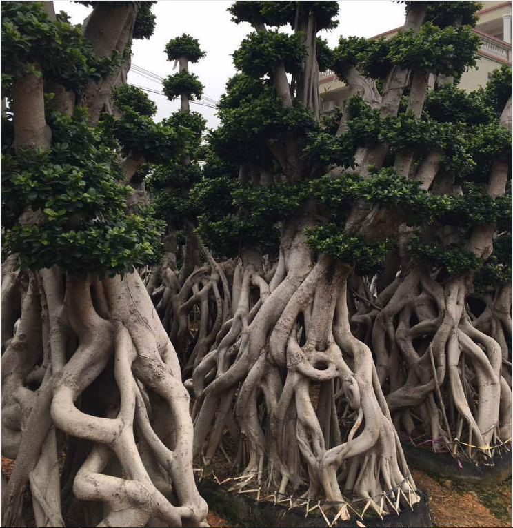 怪根榕樹盆栽 批發(fā)樁頭榕樹盆景 小葉榕樁頭 別墅綠化榕樹苗木