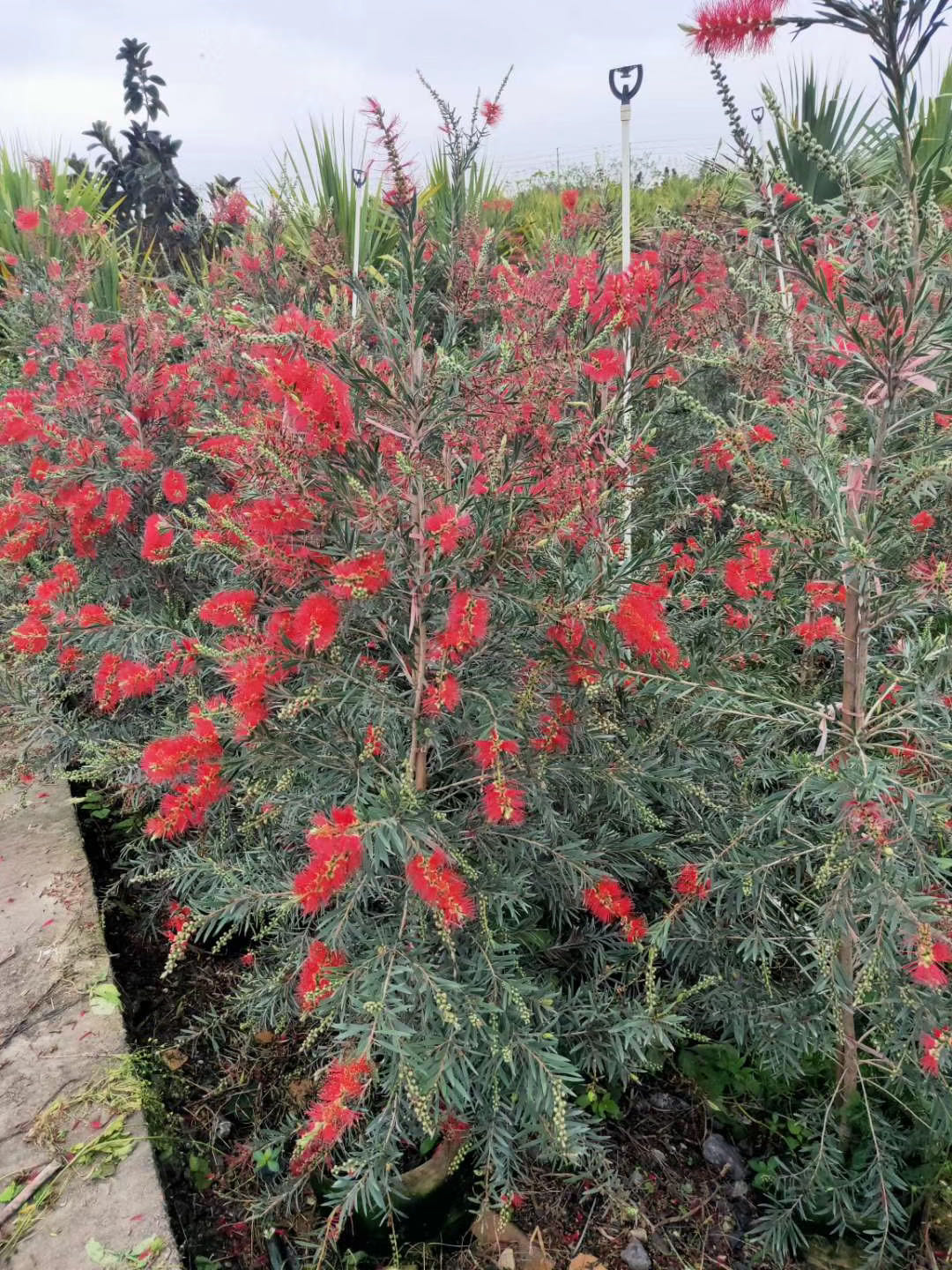 紅千層價格 紅千層基地 紅千層常年供應(yīng)