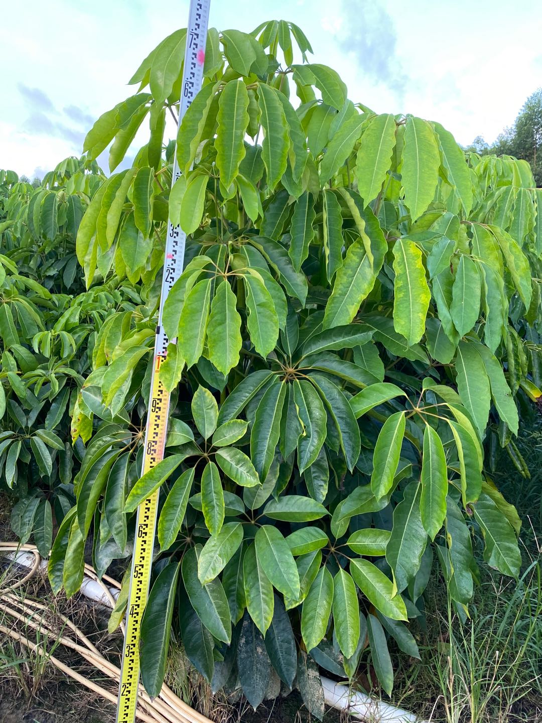 大葉傘基地 大葉傘常年供應(yīng)