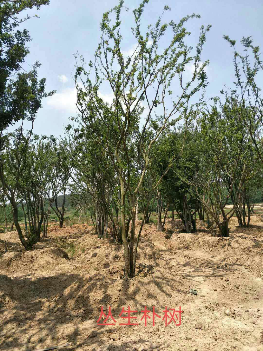 滁州叢生樸樹(shù)基地-滁州叢生樸樹(shù)批發(fā)價(jià)格-【民澤草坪苗木種植基地】