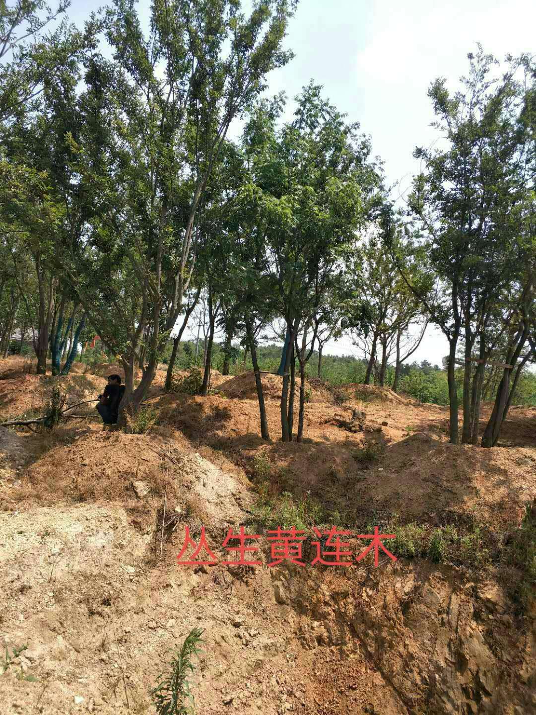 安徽叢生黃連木基地-安徽叢生黃連木批發(fā)價(jià)格-【民澤草坪苗木種植基地】