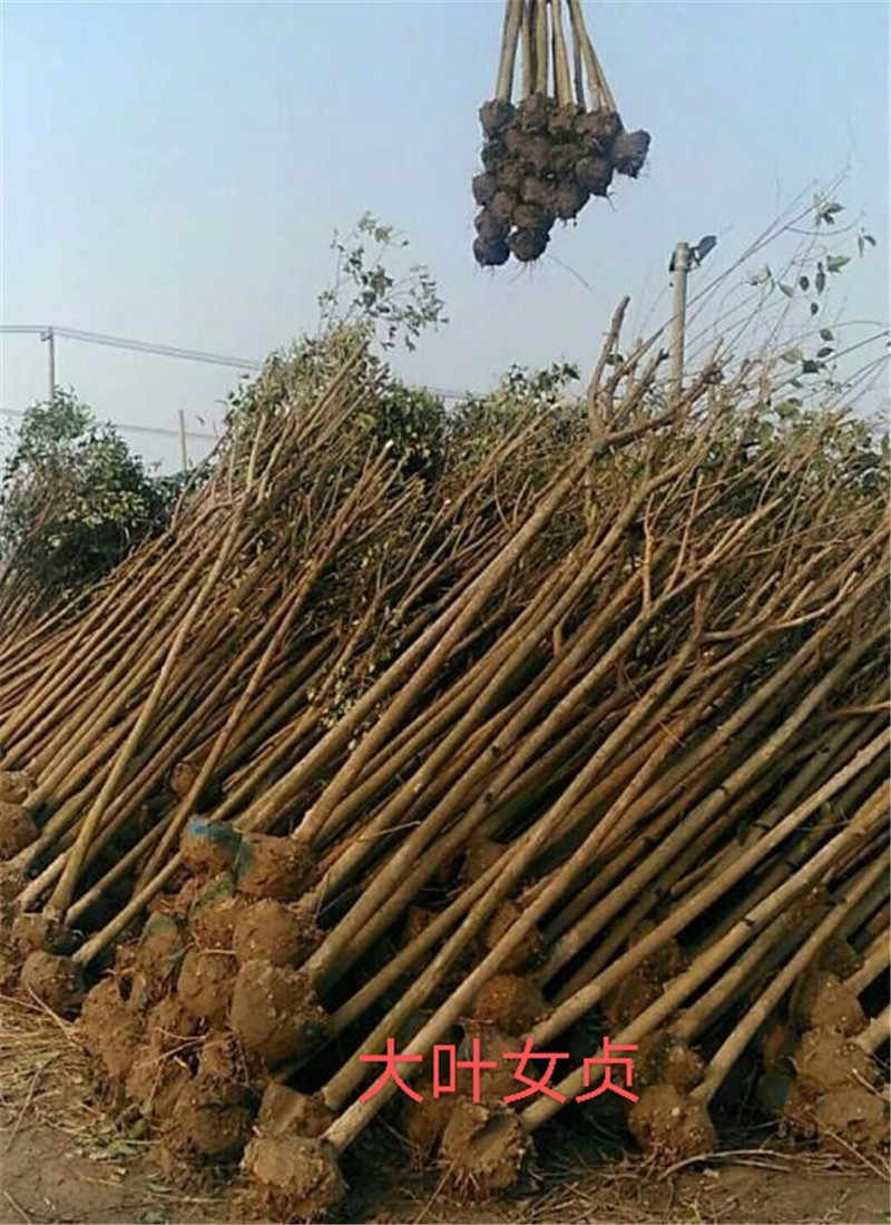 重慶大葉女貞價格-重慶大葉女貞批發(fā)價-重慶大葉女貞供應(yīng)商-重慶大葉女貞報價