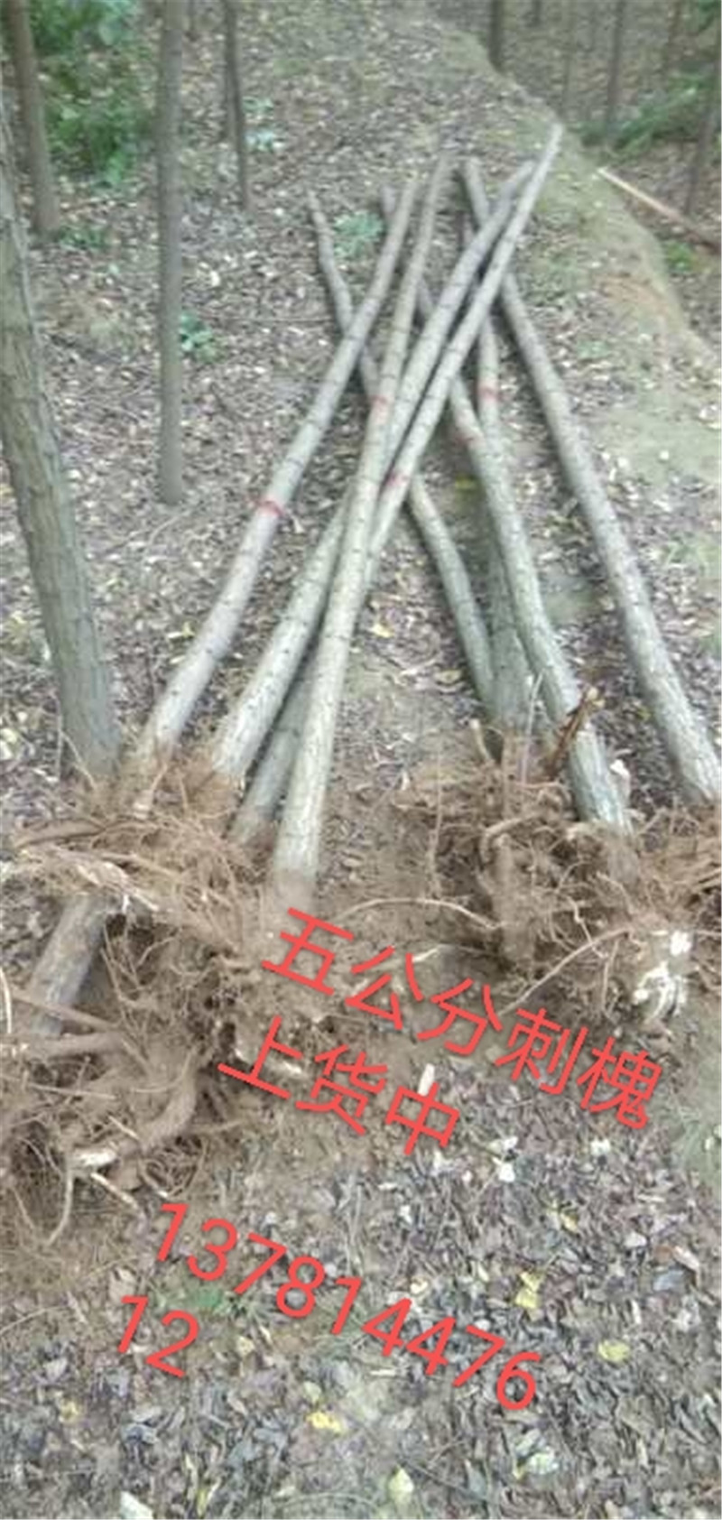 福建刺槐苗價格-批發(fā)-基地電話-種植-大量供應