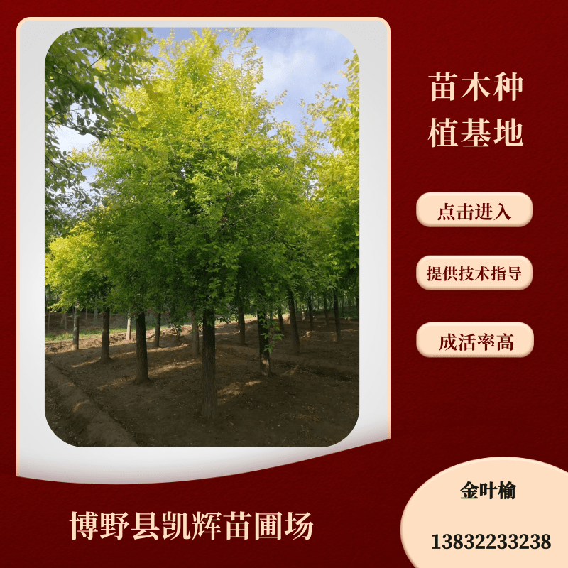 金葉榆產(chǎn)地直銷、價格、批發(fā)、供應(yīng)【博野縣凱輝苗圃場】