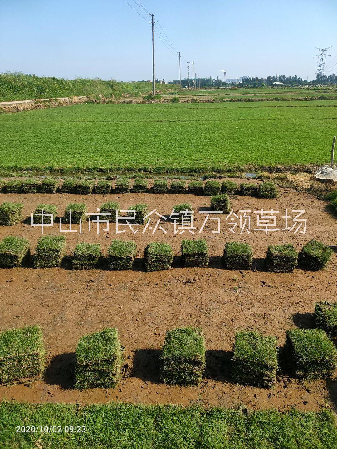廣東中山臺灣青草皮草卷種植基地