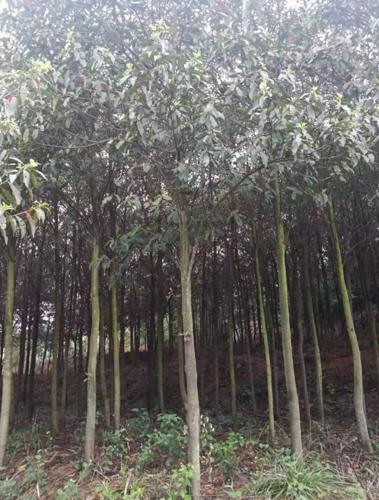 杜英*惠 杜英供應商 杜英價格