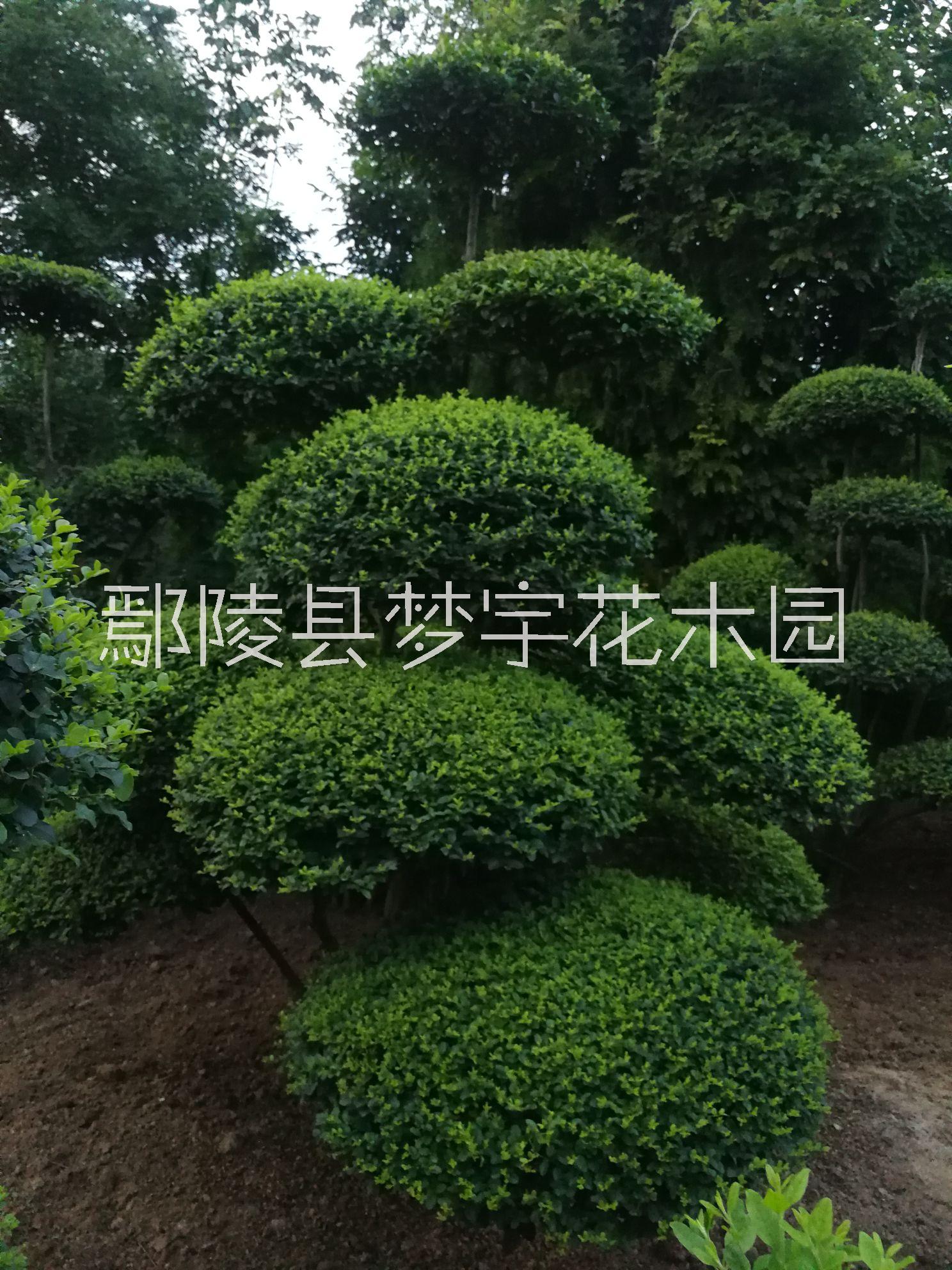 造型小葉女貞樹供應(yīng)商