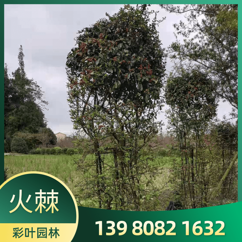 貴州火棘球60~180公分產(chǎn)地直銷批發(fā)現(xiàn)貨供應