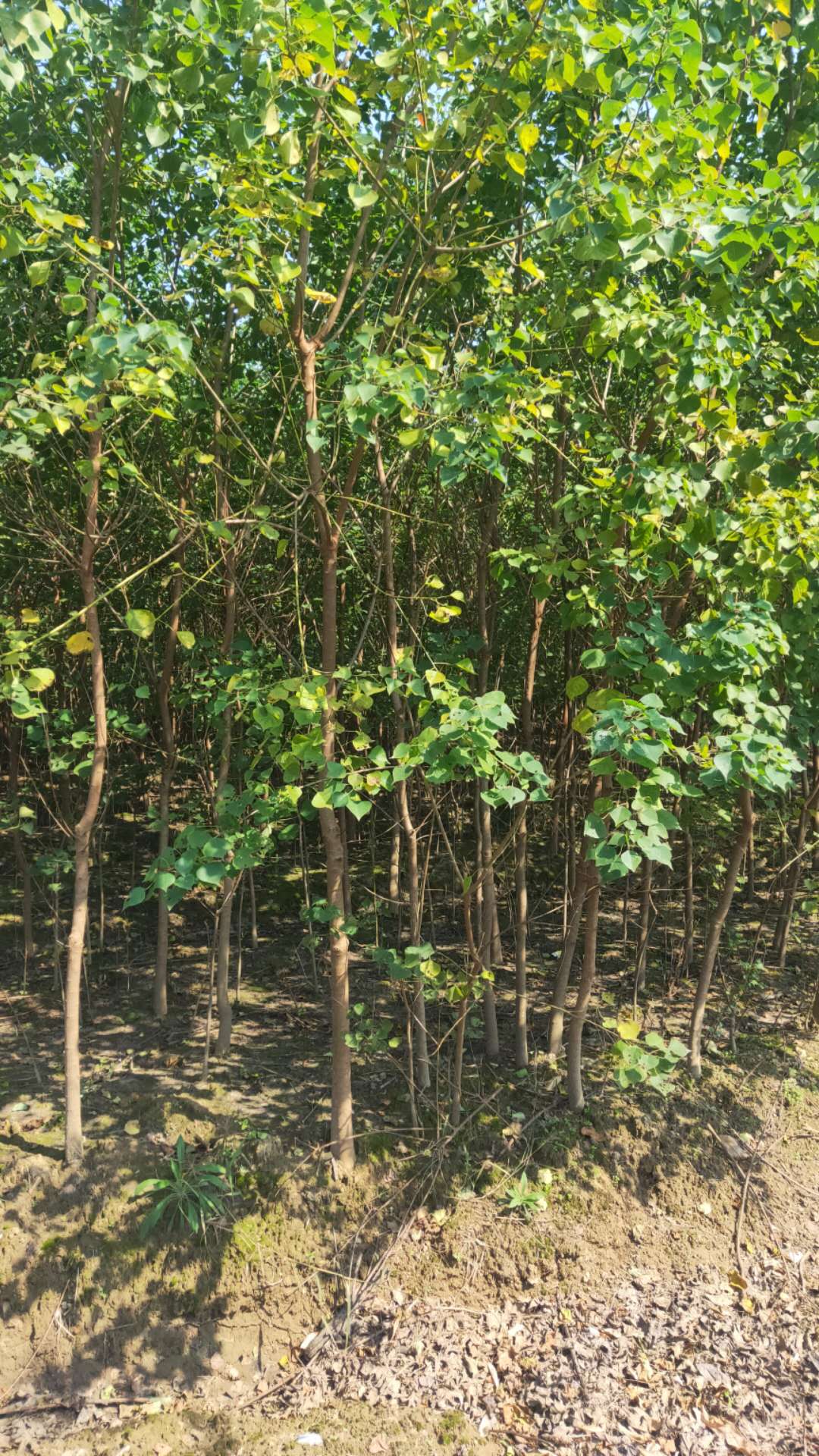 優(yōu)質(zhì)楓香小苗，楓香小苗基地，楓香小苗批發(fā)，江西特價(jià)楓香小苗，