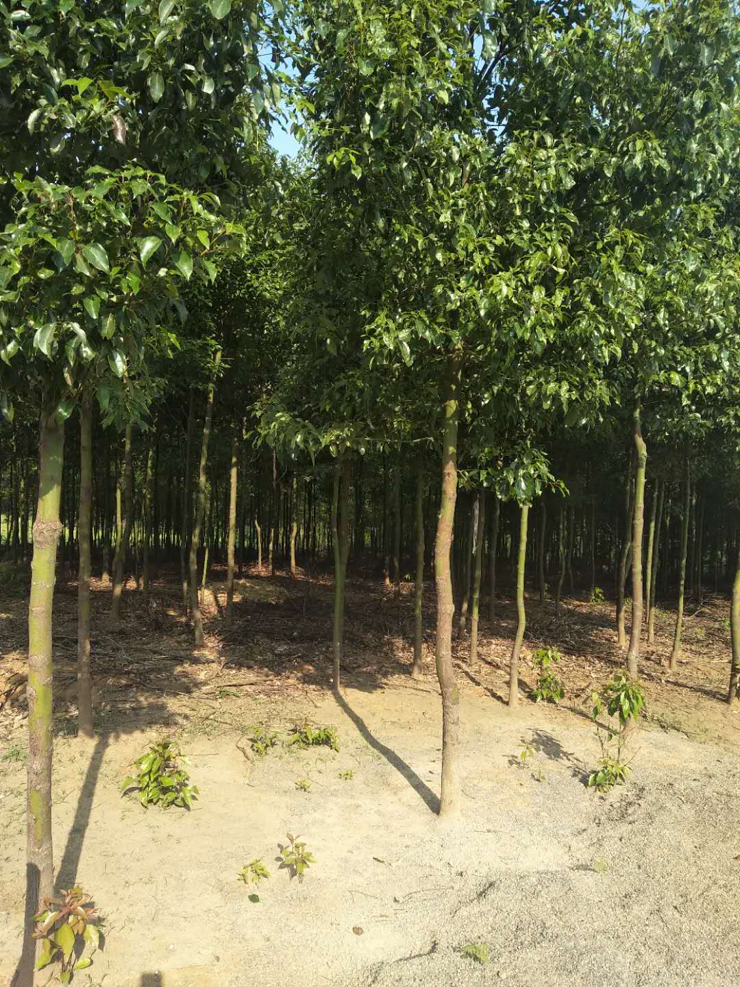 4一5公分香樟*惠 4一5公分香樟哪家便宜