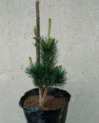 松苗種植基地哪家便宜 五針?biāo)擅缰变N-價(jià)格-供應(yīng)-批發(fā)