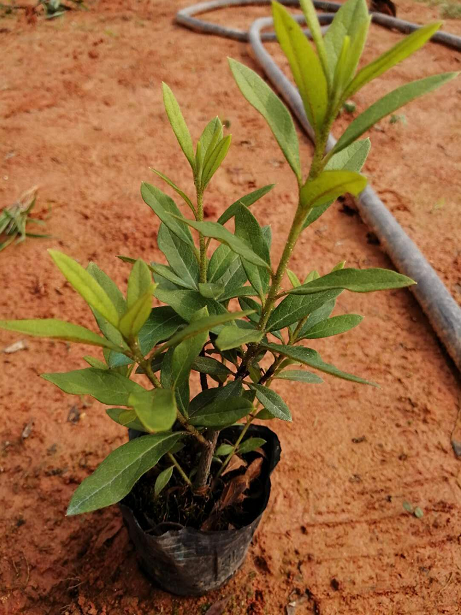 廣東@廣西@東莞毛杜鵑種植基地