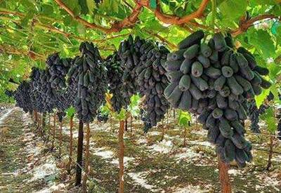 藍寶石葡萄苗*惠 藍寶石葡萄苗常年供應