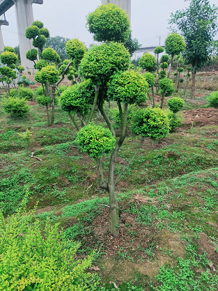 亮晶女貞批發(fā) 苗木基地* 歡迎采購