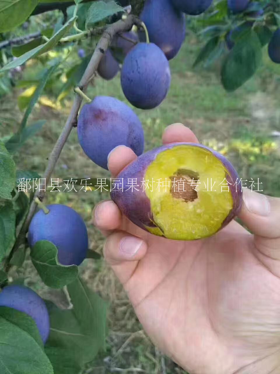 西梅苗栽培技術(shù)、上饒西梅苗基地電話